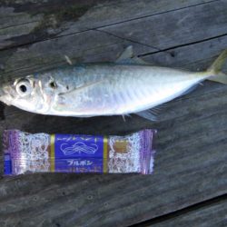 THE納竿釣行行ってきた~